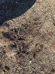 Pilosella officinarum