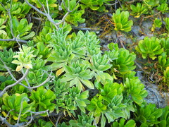 Heliotropium arboreum