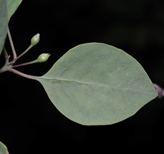 Lycium boerhaviifolium