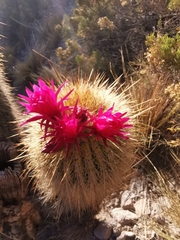 Trichocereus tarijensis
