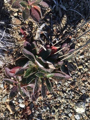 Pilosella officinarum