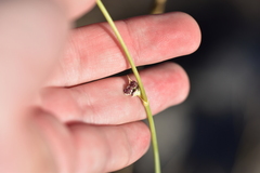 Cyathoselinum tomentosum