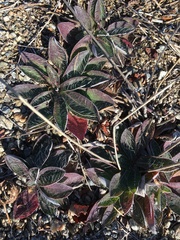 Pilosella officinarum