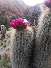 Trichocereus tarijensis