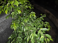 Ficus benjamina