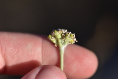 Cyathoselinum tomentosum