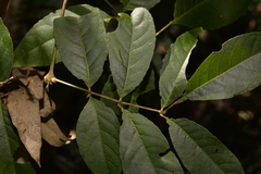Ackama paniculosa