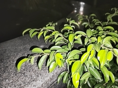 Ficus benjamina