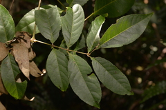 Ackama paniculosa