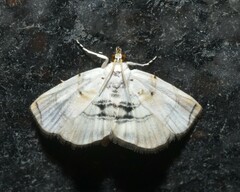 Glaphyriinae