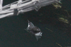 Synthliboramphus hypoleucus