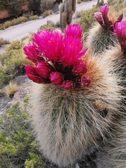 Trichocereus tarijensis