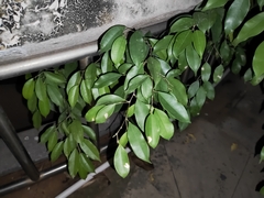 Ficus benjamina