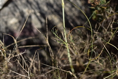 Cyathoselinum tomentosum