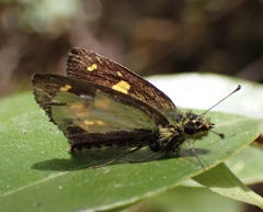 Hovala saclavus