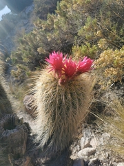 Trichocereus tarijensis
