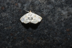 Glaphyriinae