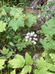 Actaea rubra neglecta