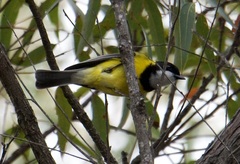 Pachycephala fuliginosa
