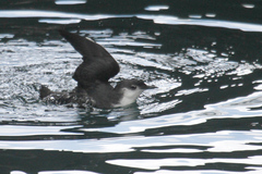 Synthliboramphus hypoleucus