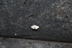 Glaphyriinae