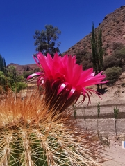 Trichocereus tarijensis