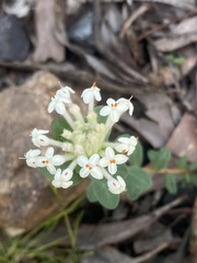 Pimelea