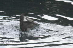 Synthliboramphus hypoleucus