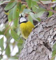 Pachycephala fuliginosa