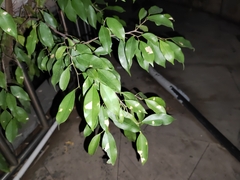 Ficus benjamina