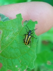 Lema confusa virgata