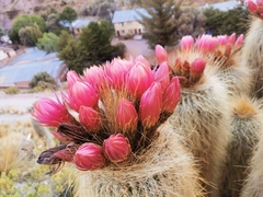 Trichocereus tarijensis