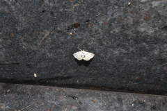 Glaphyriinae
