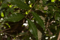 Alectryon subcinereus