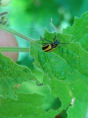 Lema confusa virgata
