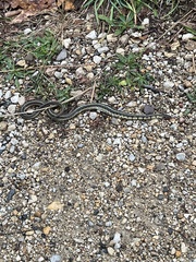 Thamnophis sirtalis semifasciatus