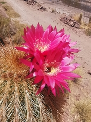 Trichocereus tarijensis