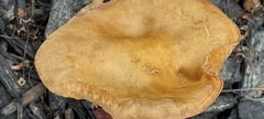 Agrocybe putaminum