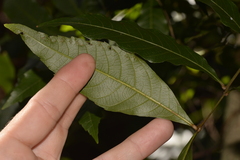 Alectryon subcinereus