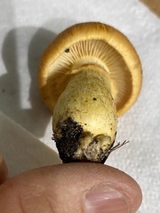 Gymnopilus subspectabilis