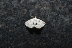 Glaphyriinae