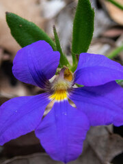 Goodeniaceae