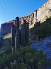 Trichocereus tarijensis
