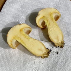 Gymnopilus subspectabilis