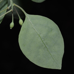 Lycium boerhaviifolium