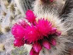 Trichocereus tarijensis