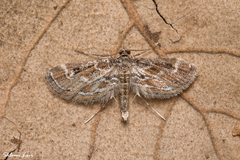 Parapoynx affinialis