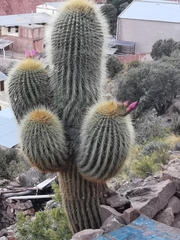 Trichocereus tarijensis