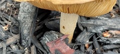 Agrocybe putaminum