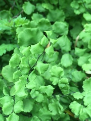 Adiantum chilense